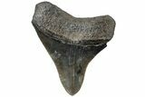 Serrated, Fossil Megalodon Tooth - South Carolina #310053-1